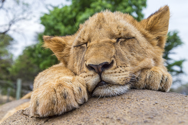 a lion sleeping on a rock