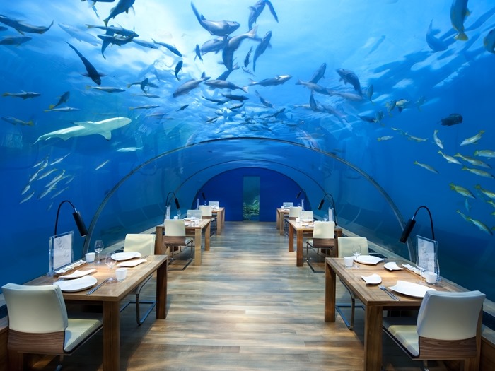 a fish swimming in a restaurant
