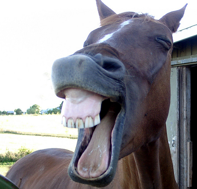a horse with its mouth open