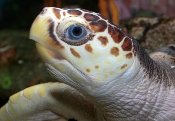 Scuba Loggerhead Sea Turtle