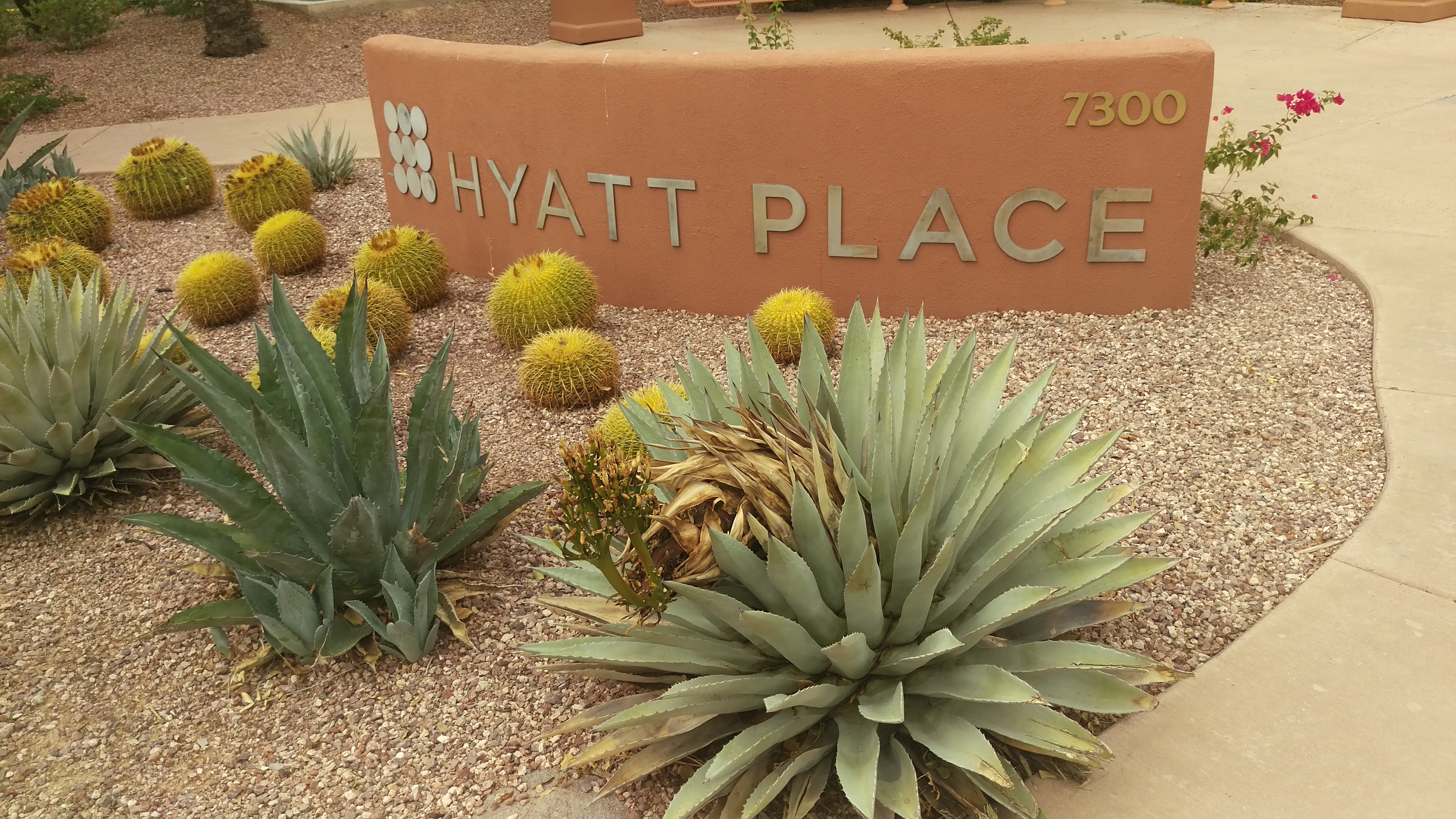 a cactus and succulent plants in front of a sign