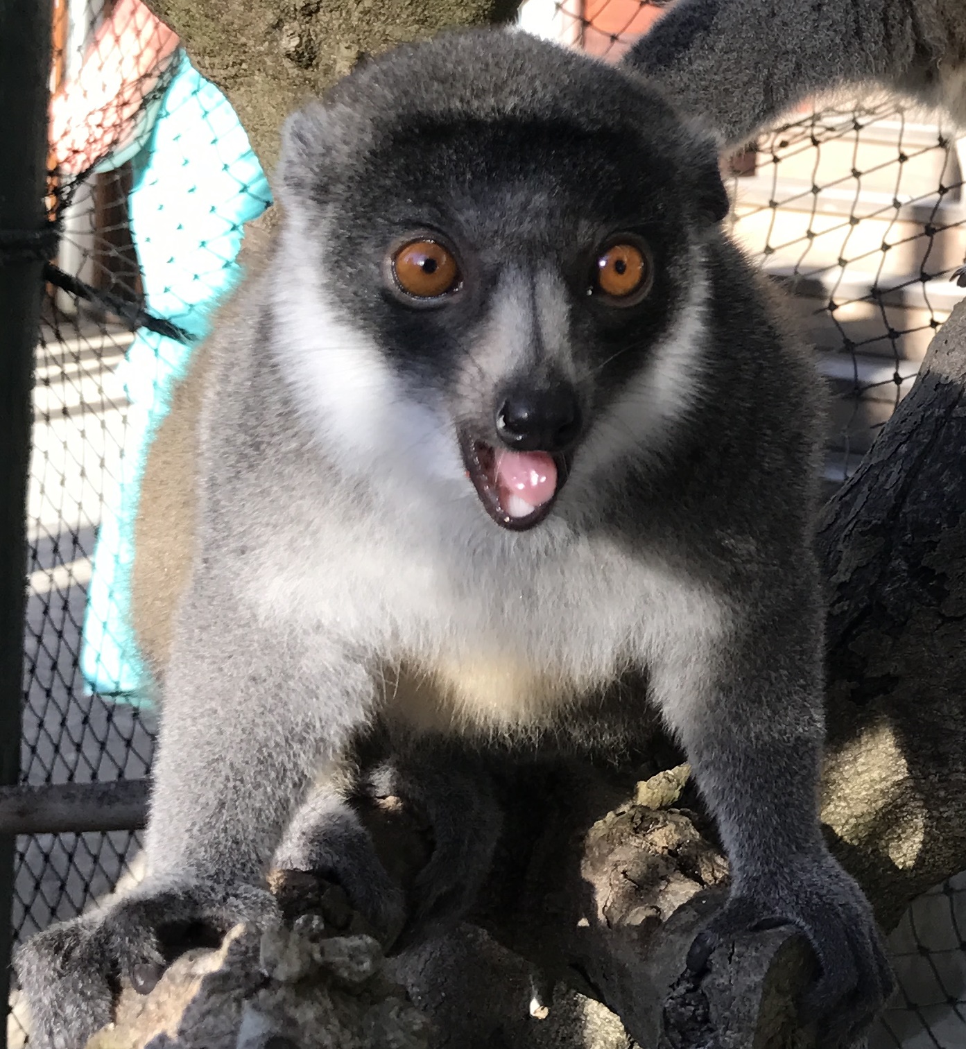 a lemur with its tongue out