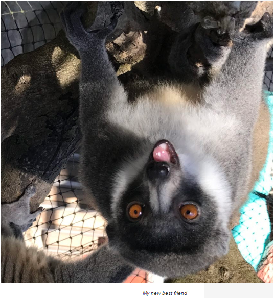 upside-down-lemur
