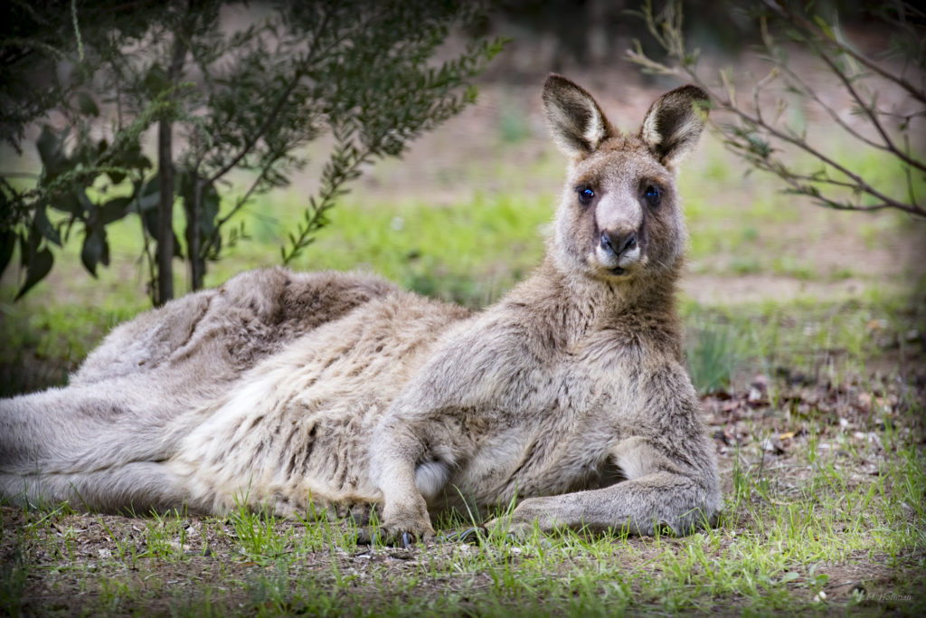 Kangaroo Lazing in the Afternoon
