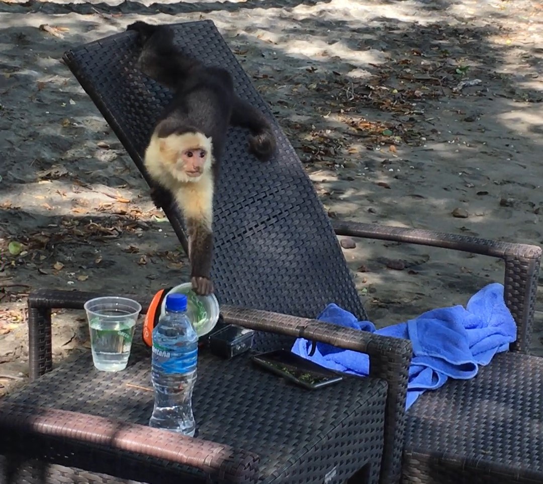 a monkey climbing on a chair