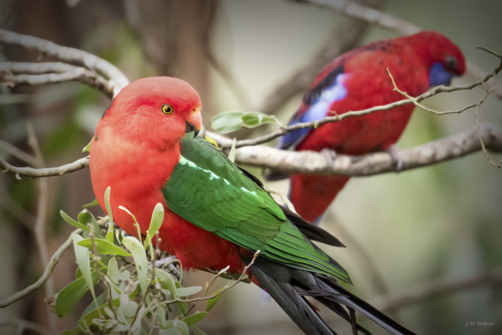 Australian Wildlife: Male Australian King-Parrot