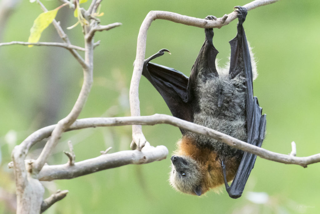 Australian Wildlife: Flying-Fox Bat