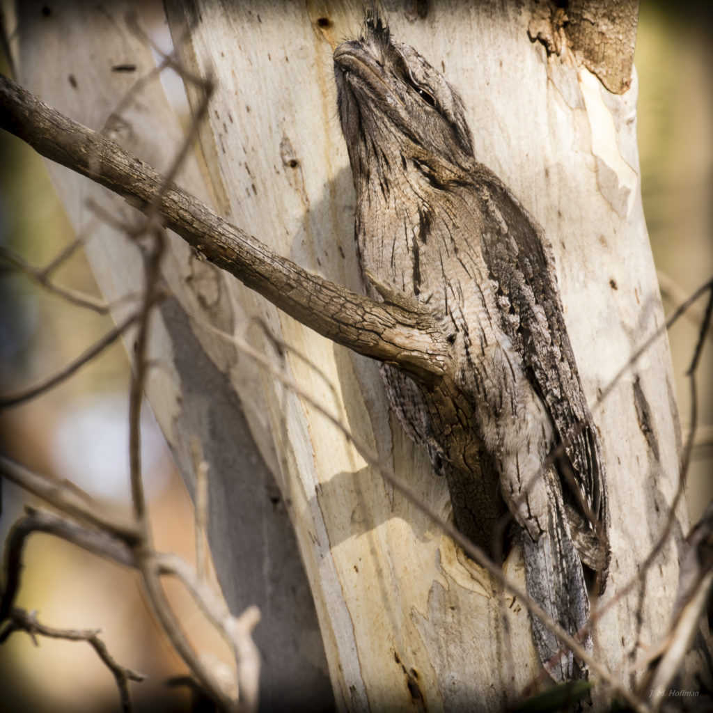 Australian Wildlife: The Amazing Bird-Made-out-of-Wood (a/k/a Tawny Frogmouth)