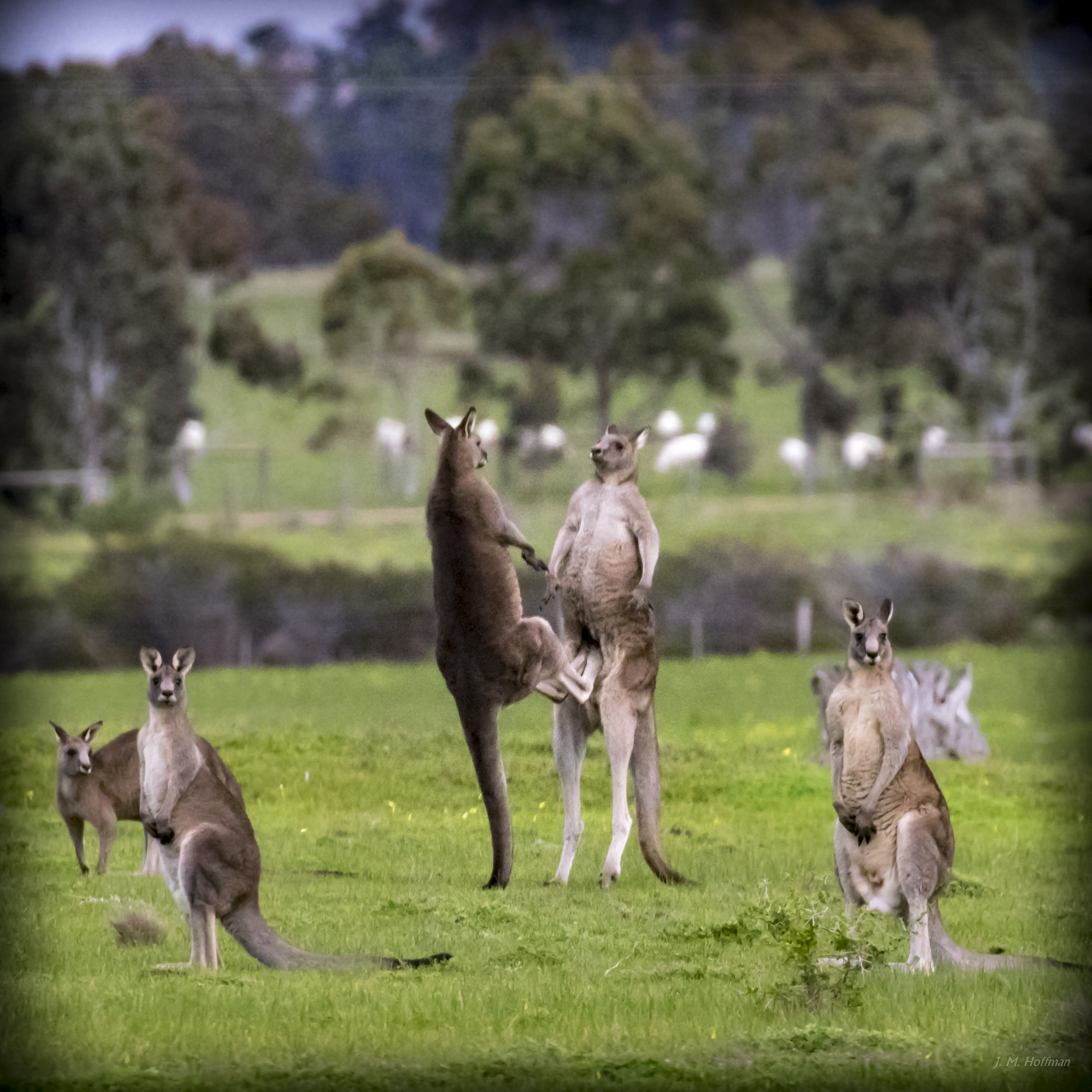 a group of kangaroos in a field