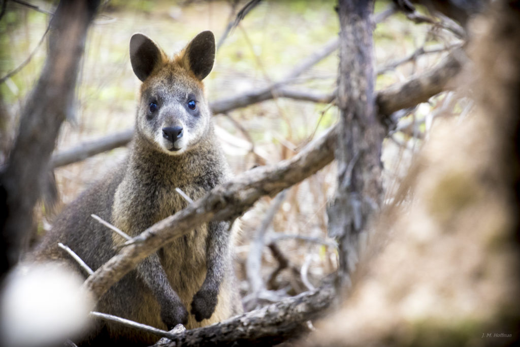 Australian Wildlife: Mini-Kangaroo (Wallaby)