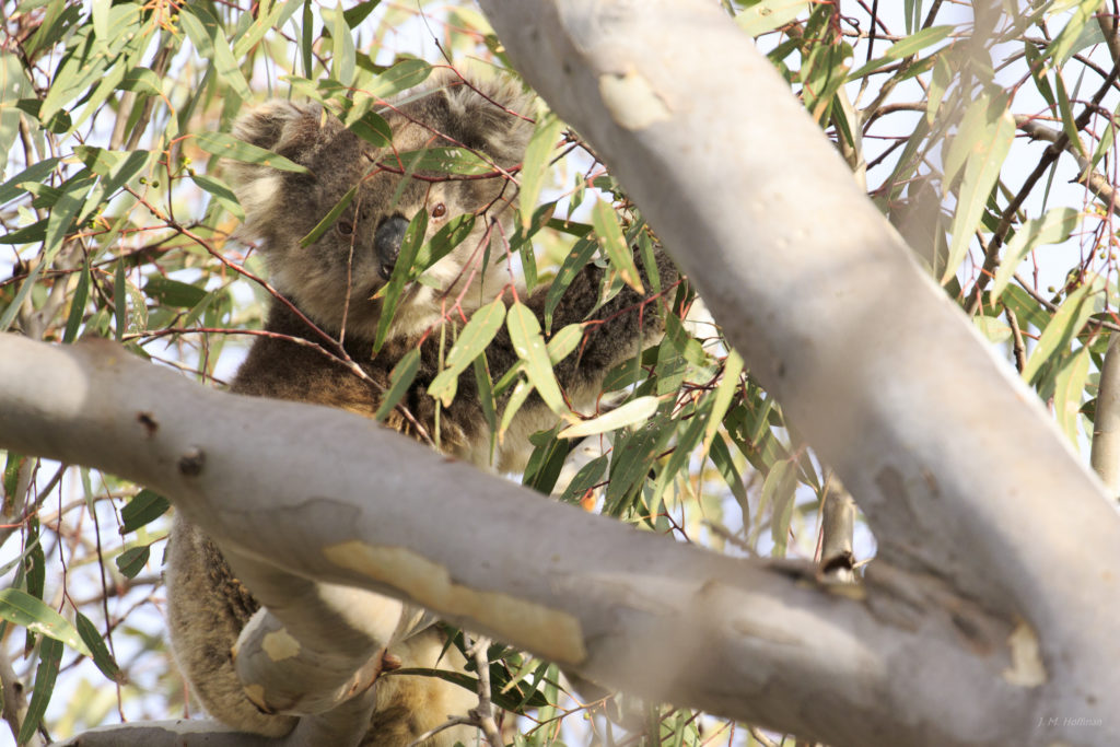 Australian Wildlife: Wild Koala