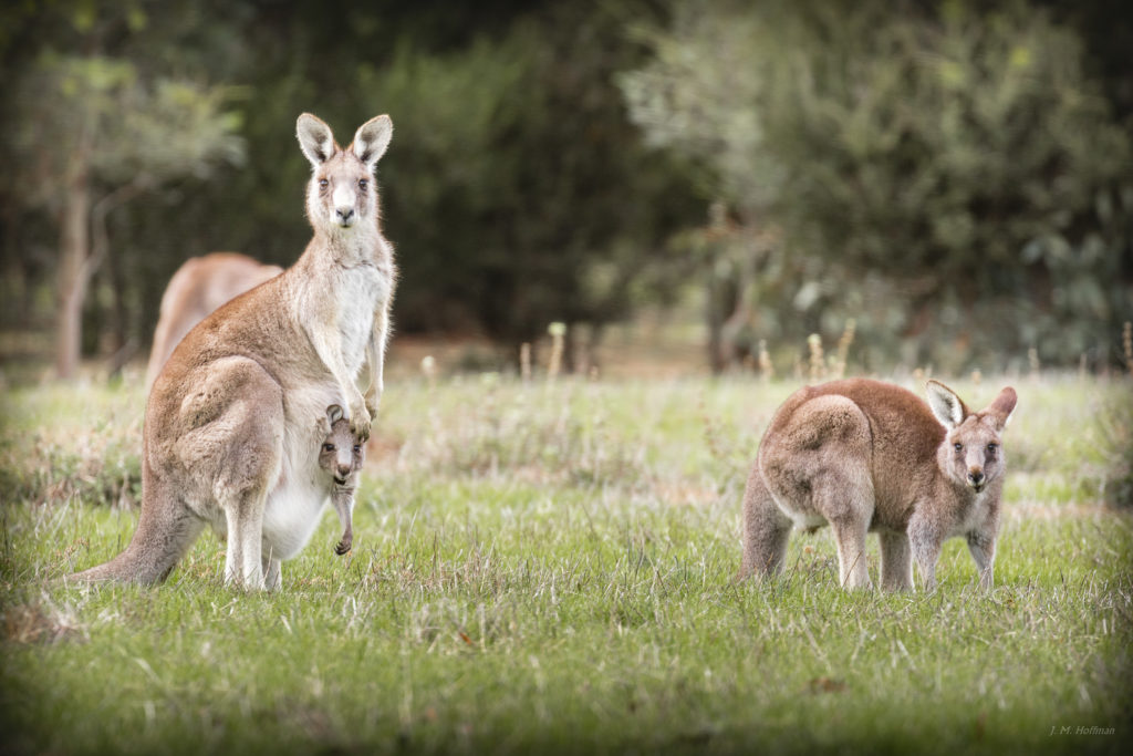Australian Wildlife: Kangaroo Family