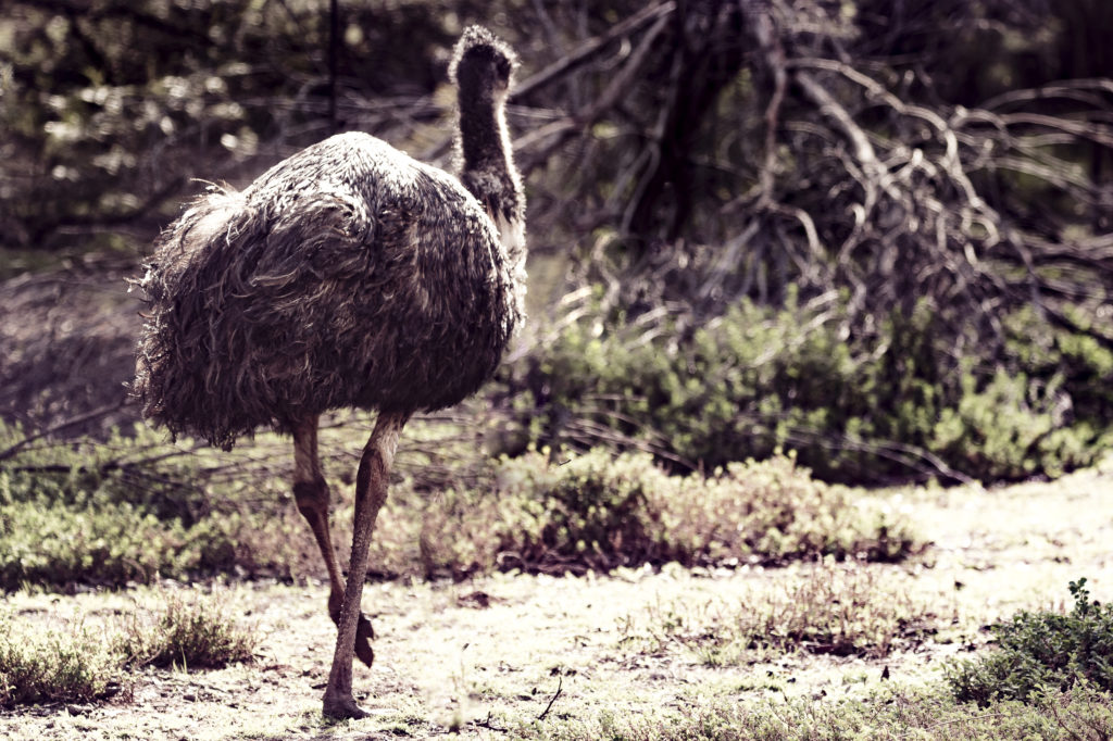 Australian Wildlife: Emu Running Away From Me
