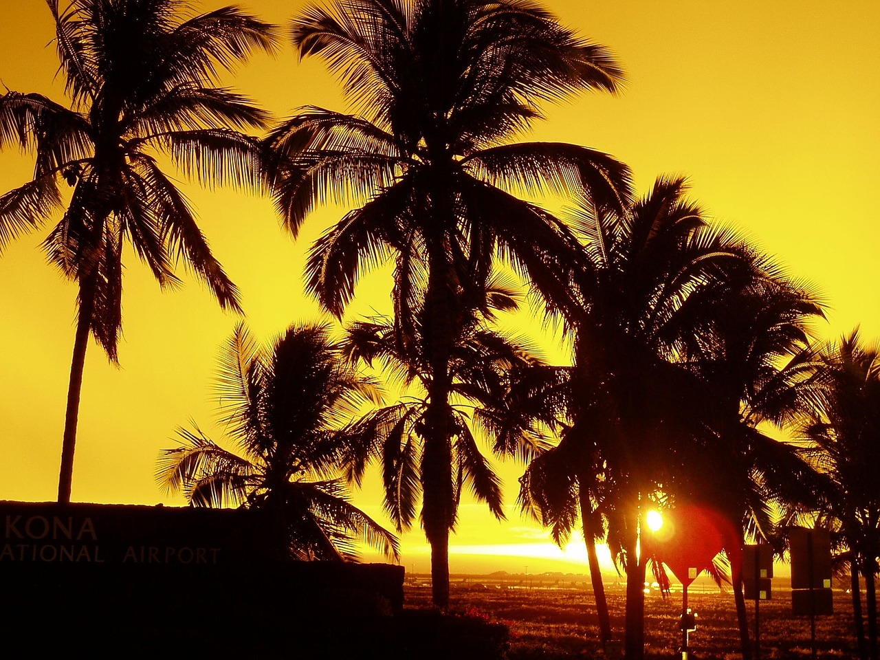 palm trees in front of a sunset