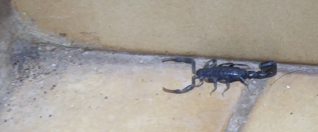 scorpion, Safari, South Africa