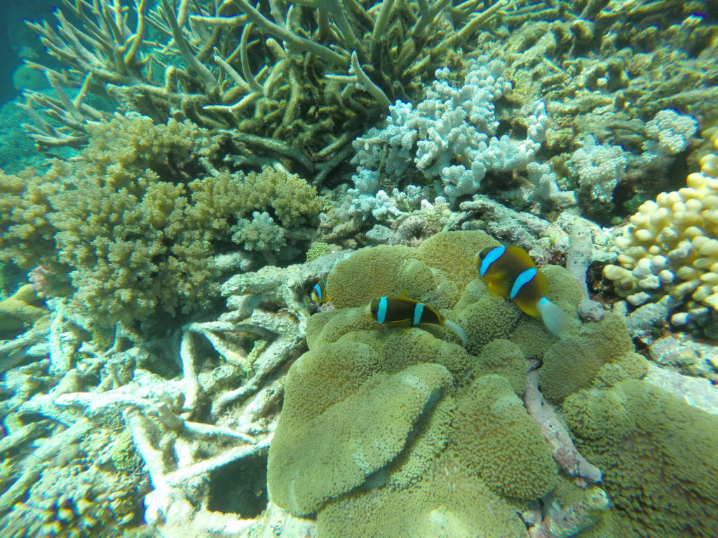 Great Barrier Reef Clown Fish