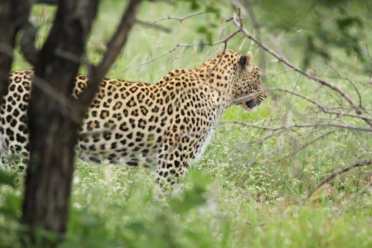 a leopard standing in grass