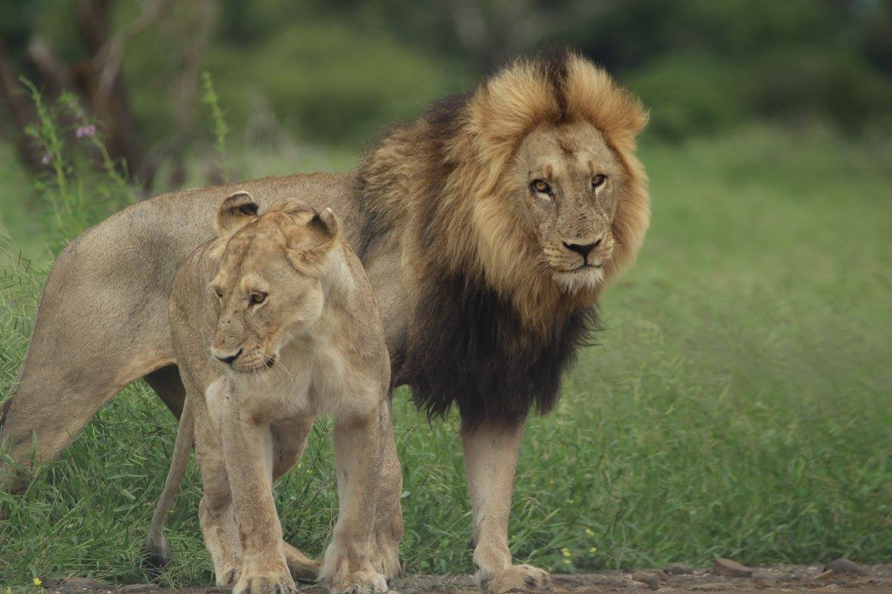a lion and lioness standing in grass