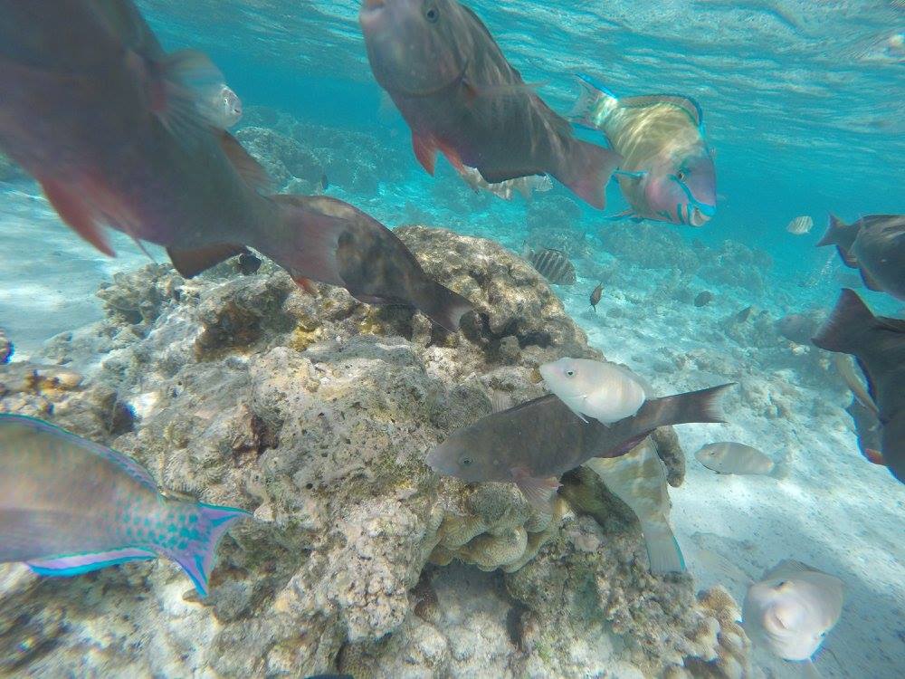 There was great, shallow snorkeling right off shore of a nearby island (about a $25 boat ride from the Hyatt Regency)