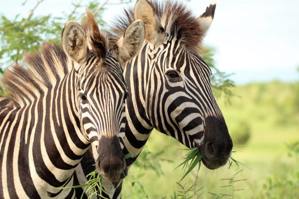 Zebras Eating