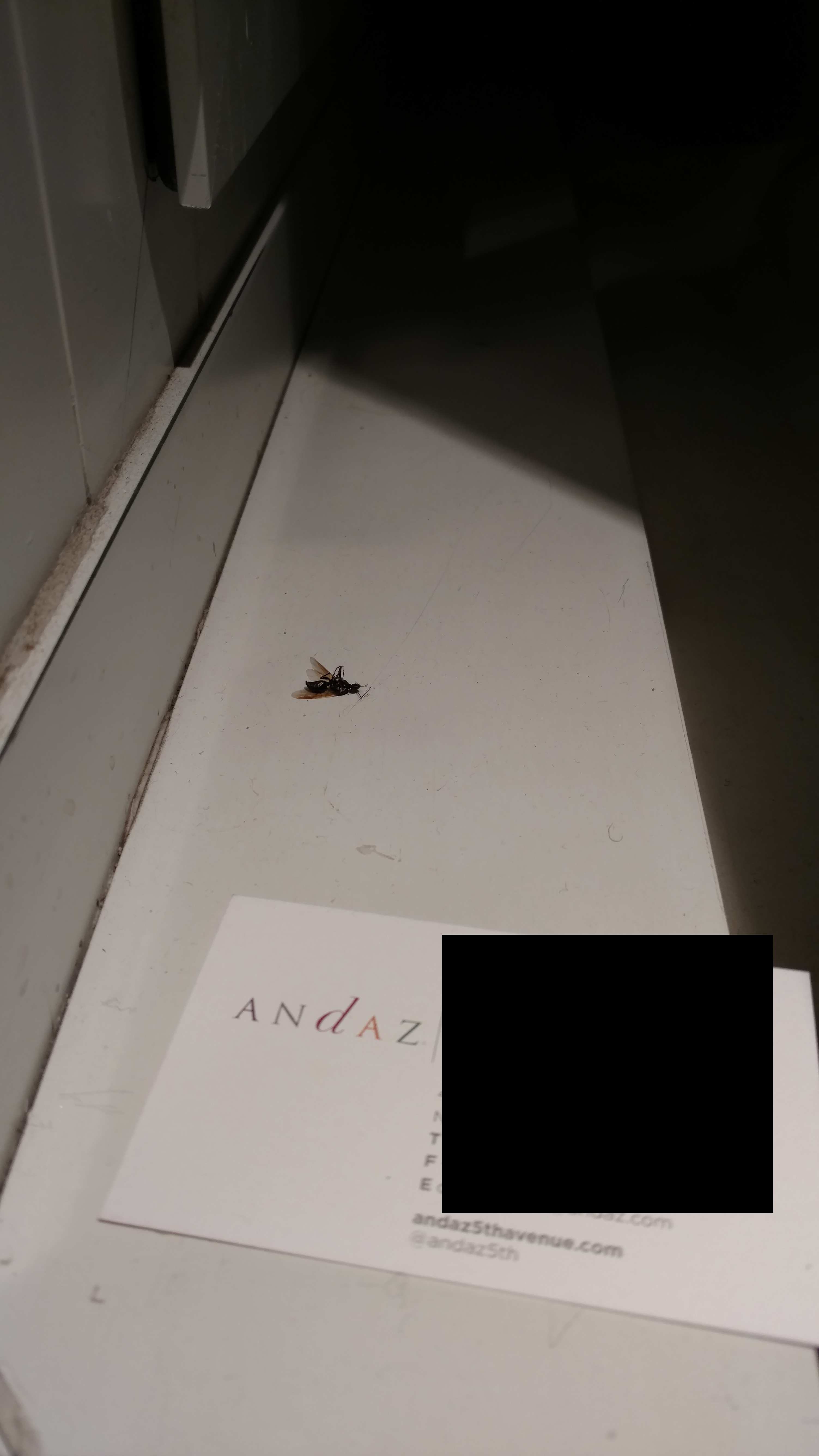 a fly on a white surface