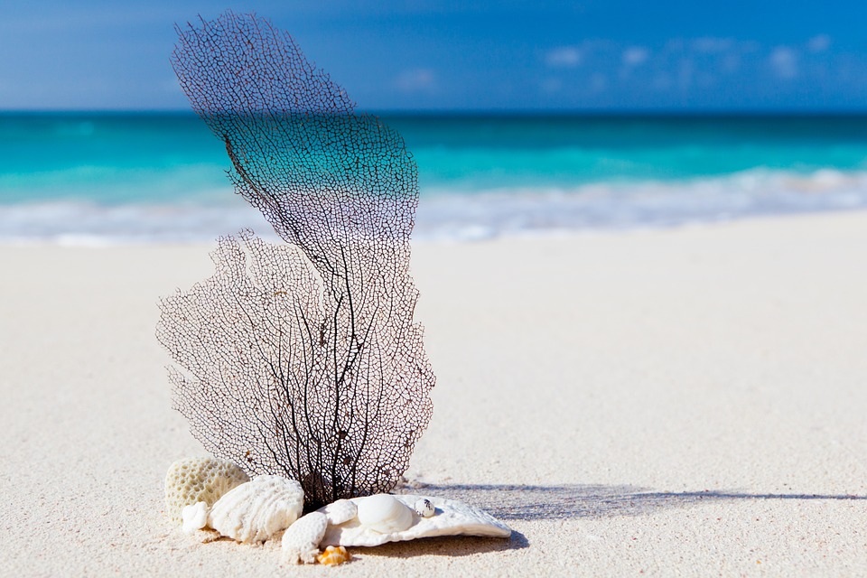 a sea fan on a beach