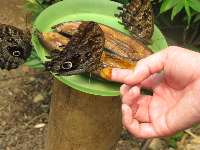 a person feeding butterflies on a green bowl