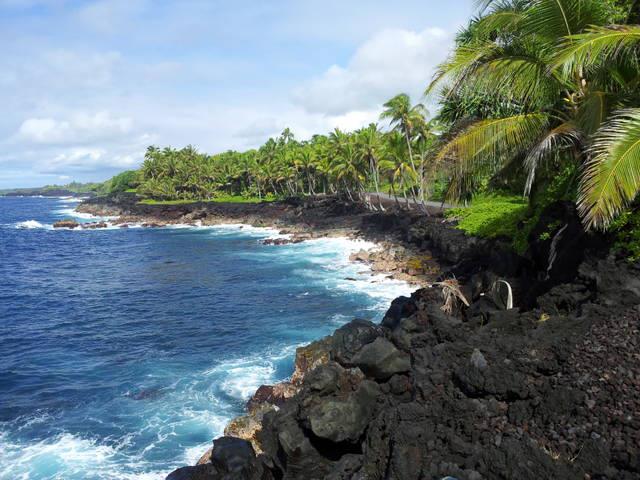 a rocky shore with palm trees