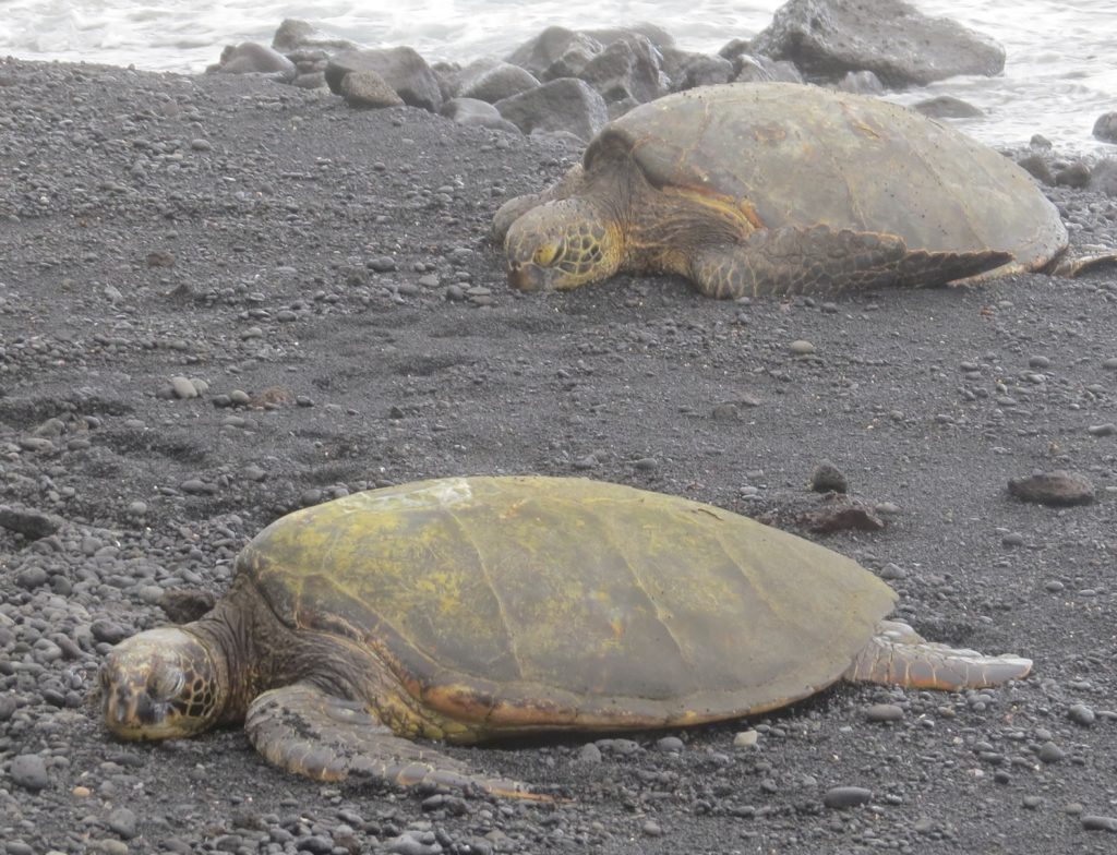 turtles on a beach