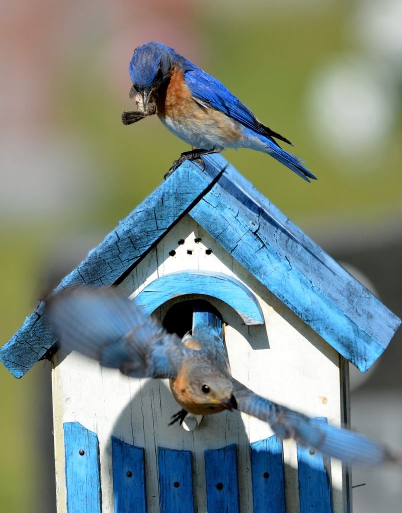 a blue bird with a nut in its beak