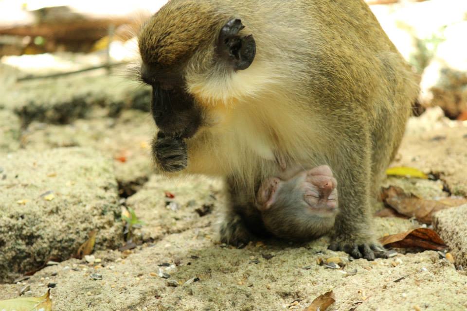 a monkey with its baby