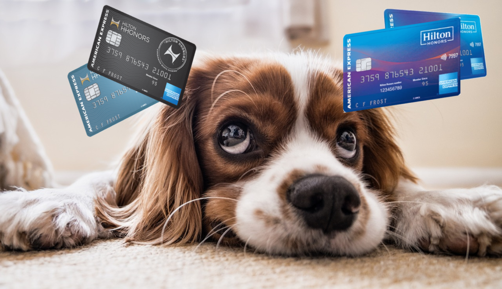 a dog lying on the floor with credit cards above