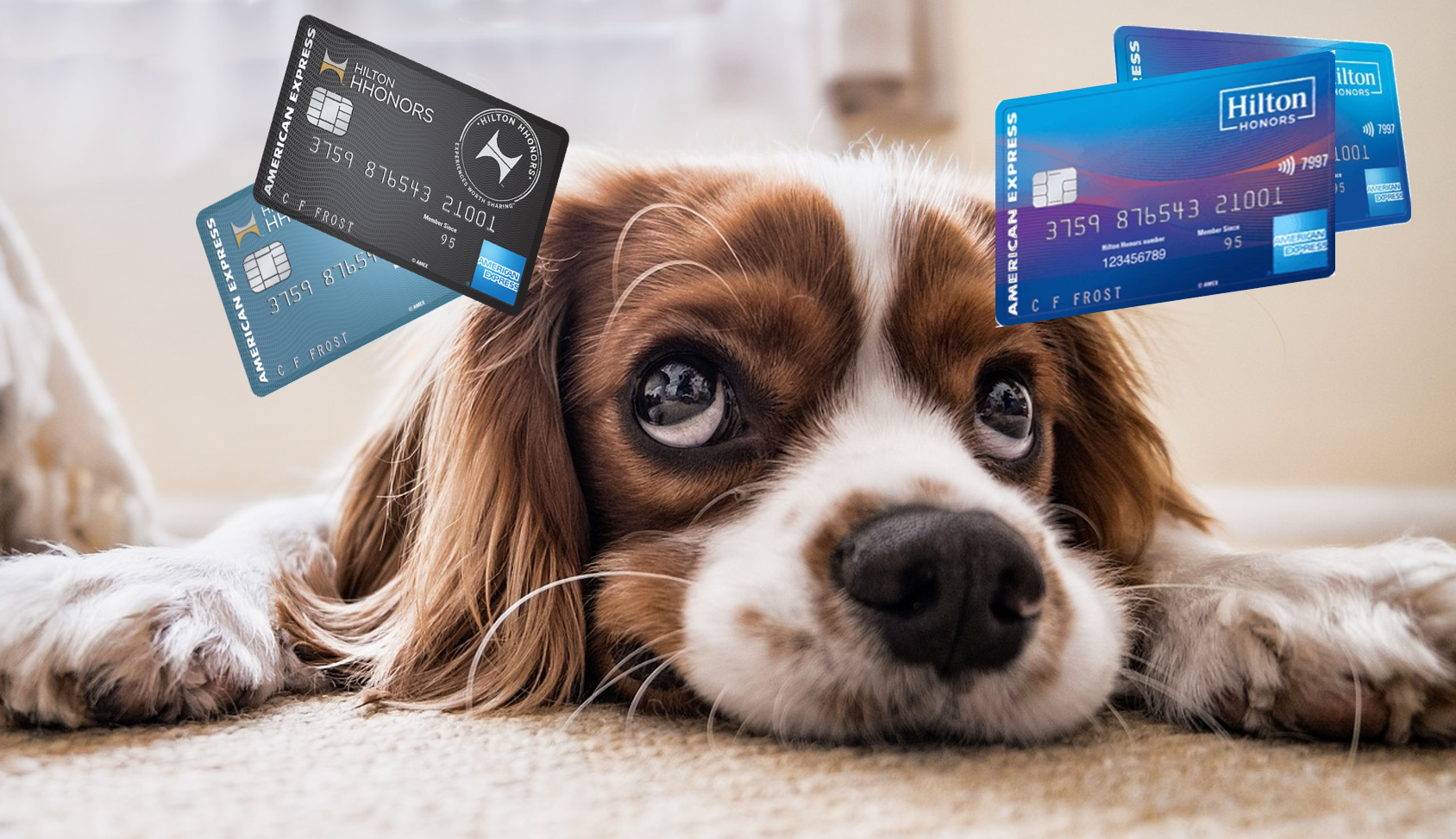 a dog lying on the floor with credit cards above its head