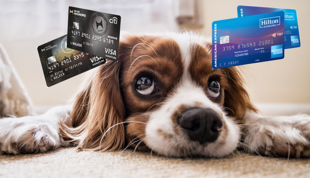 a dog lying on the floor with credit cards on its head
