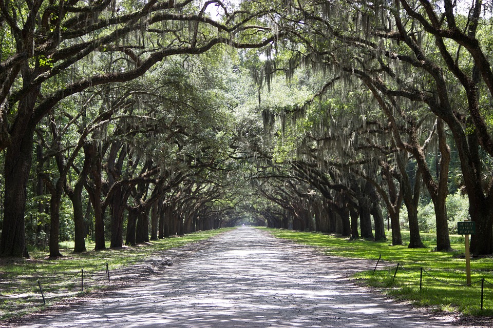 a road with trees and grass with Wormsloe Historic Site in the background