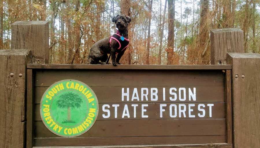 Truffles at Harbison State Forest