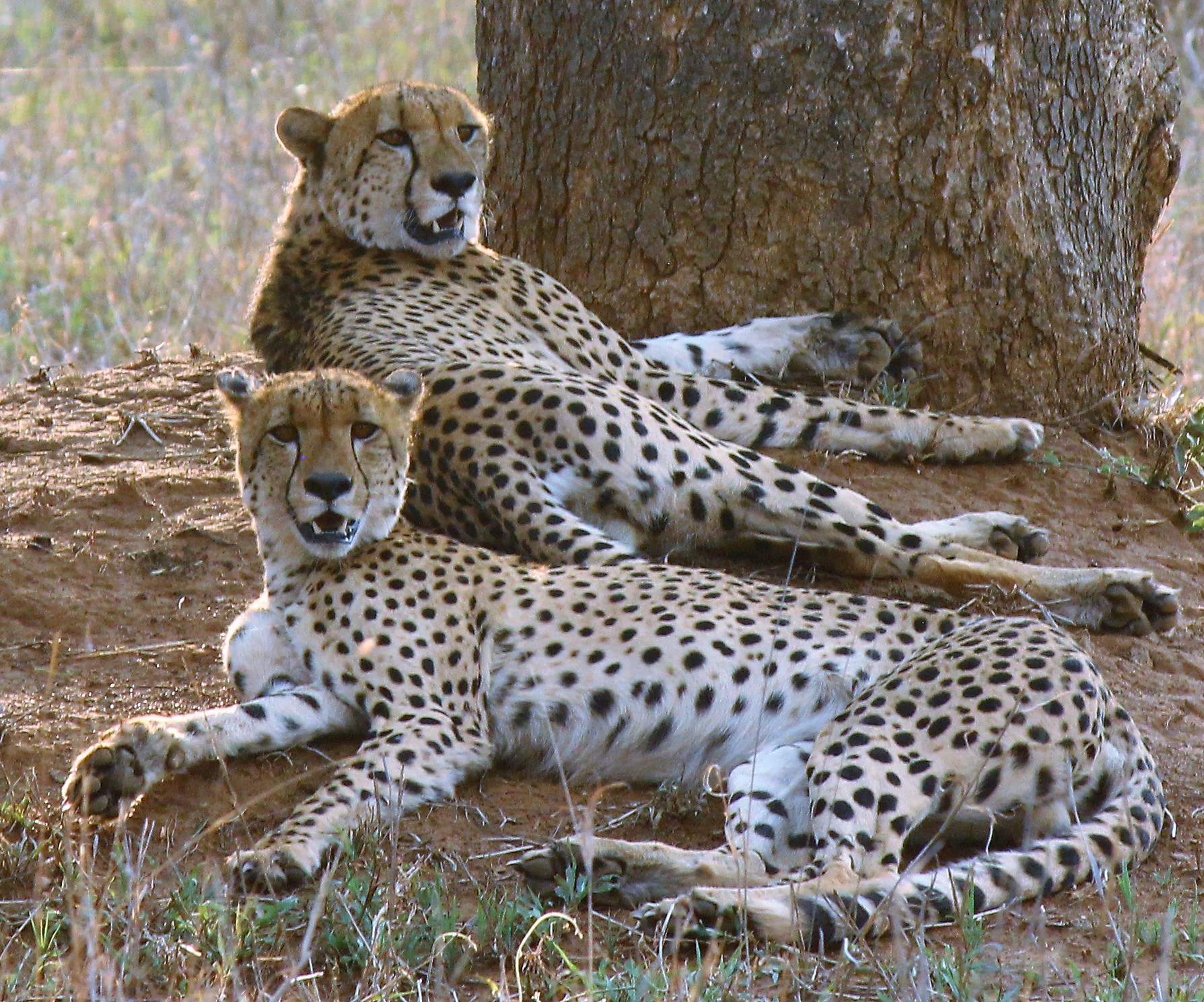 a group of cheetahs lying down near a tree