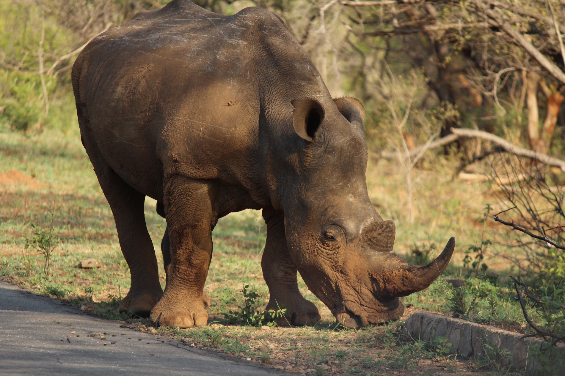 a rhinoceros on a road