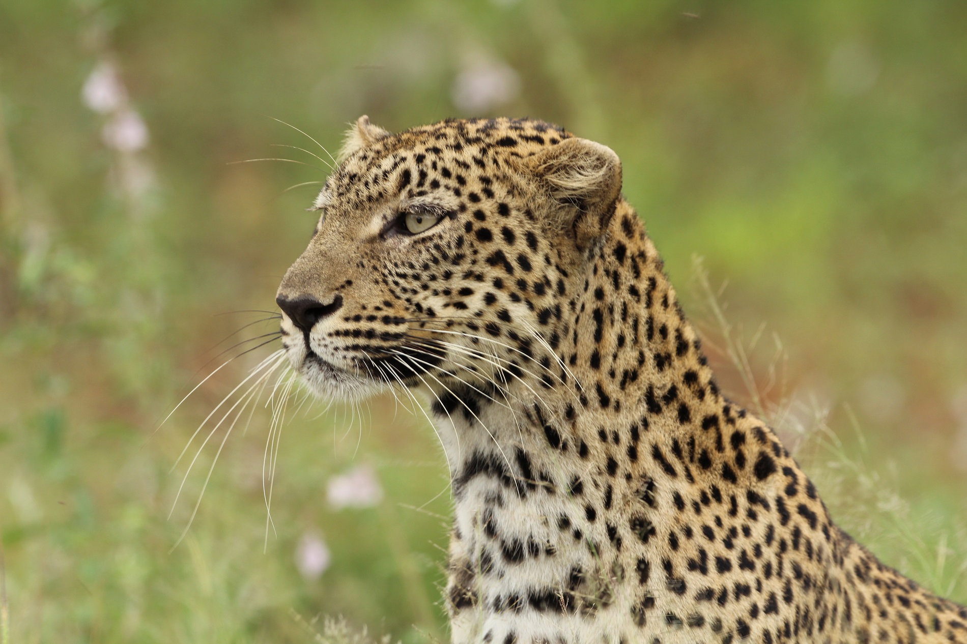 a leopard sitting in the grass