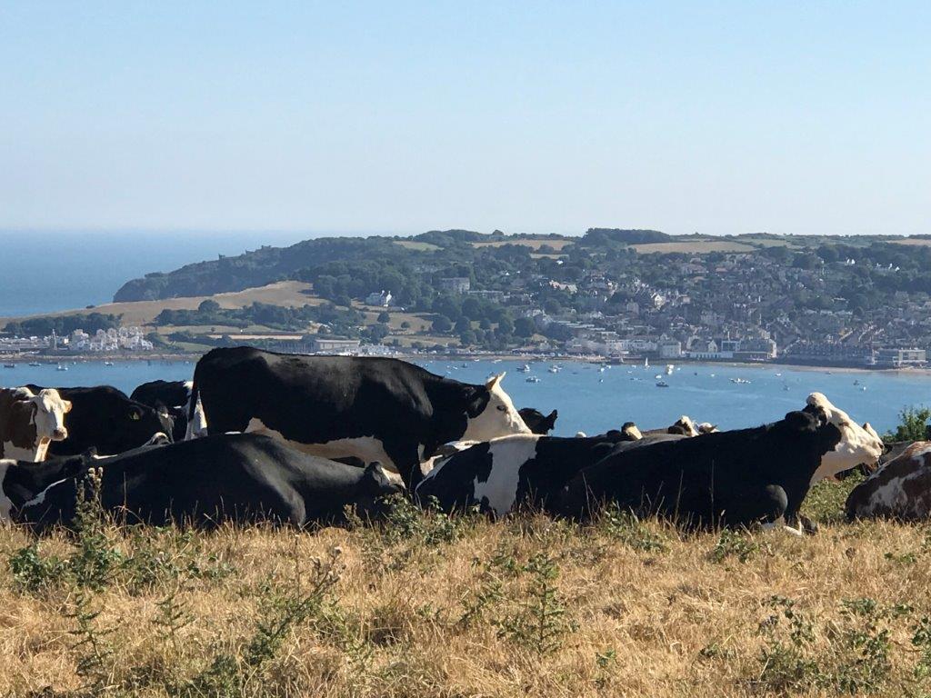a group of cows on a hill by water