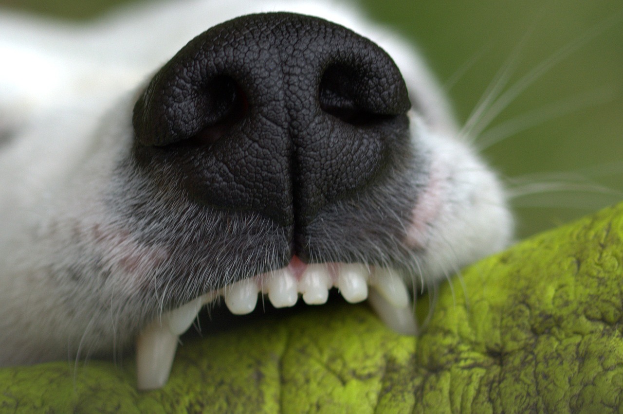 a close up of a dog's nose and teeth