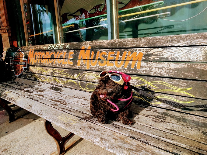 a dog wearing goggles on a bench
