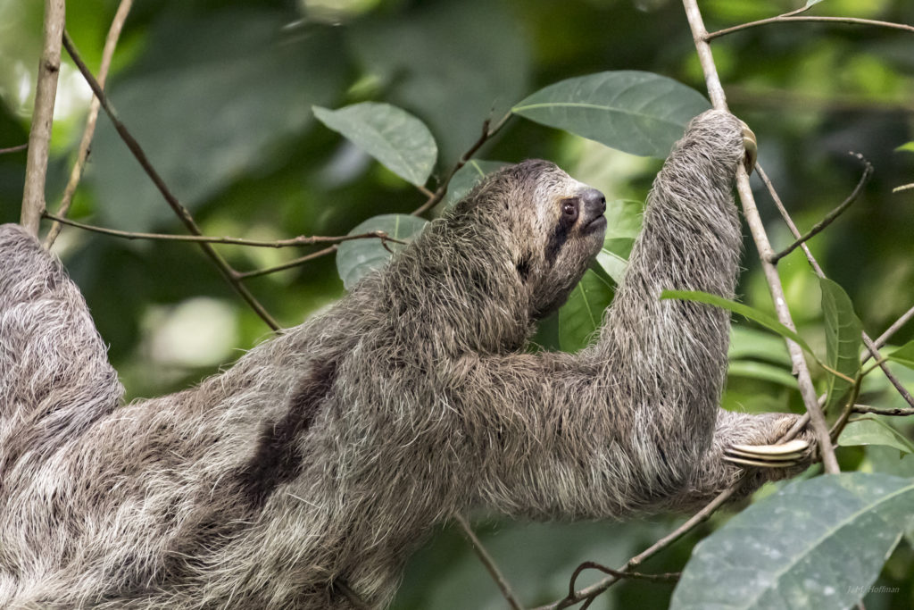 a sloth from a tree branch