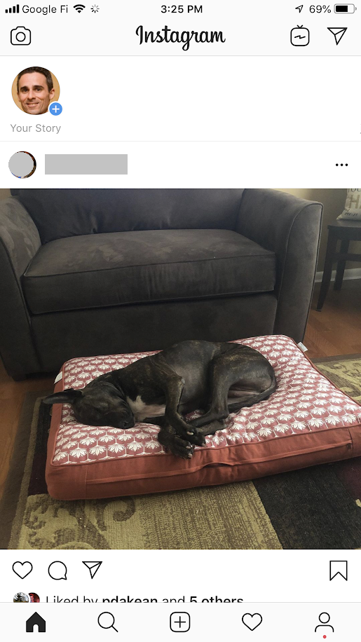 a dog lying on a pillow