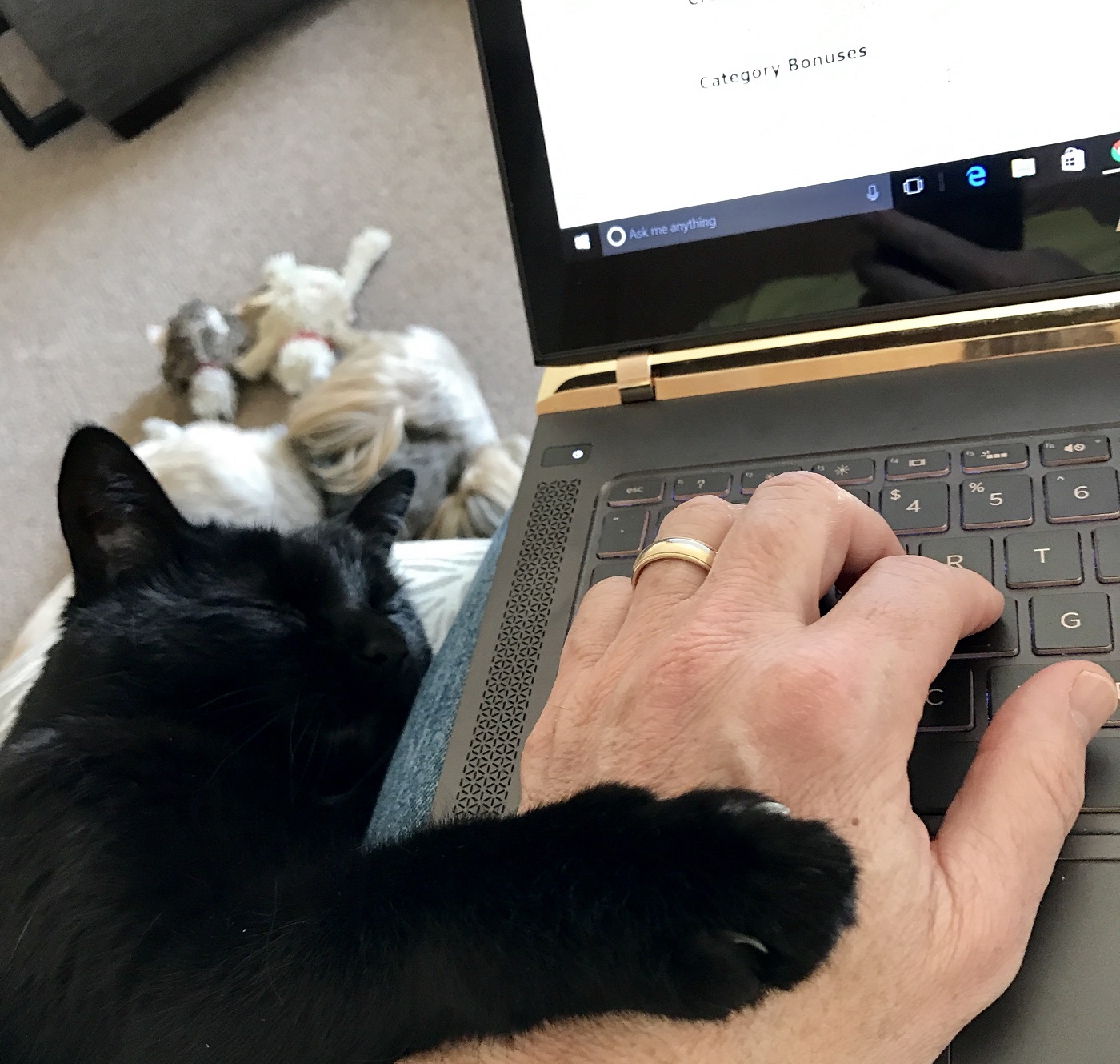 a cat lying on a laptop