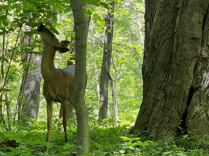 a deer standing in the woods