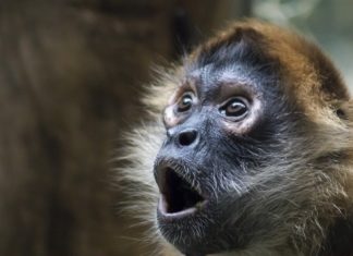 Monkey shocked surprised face