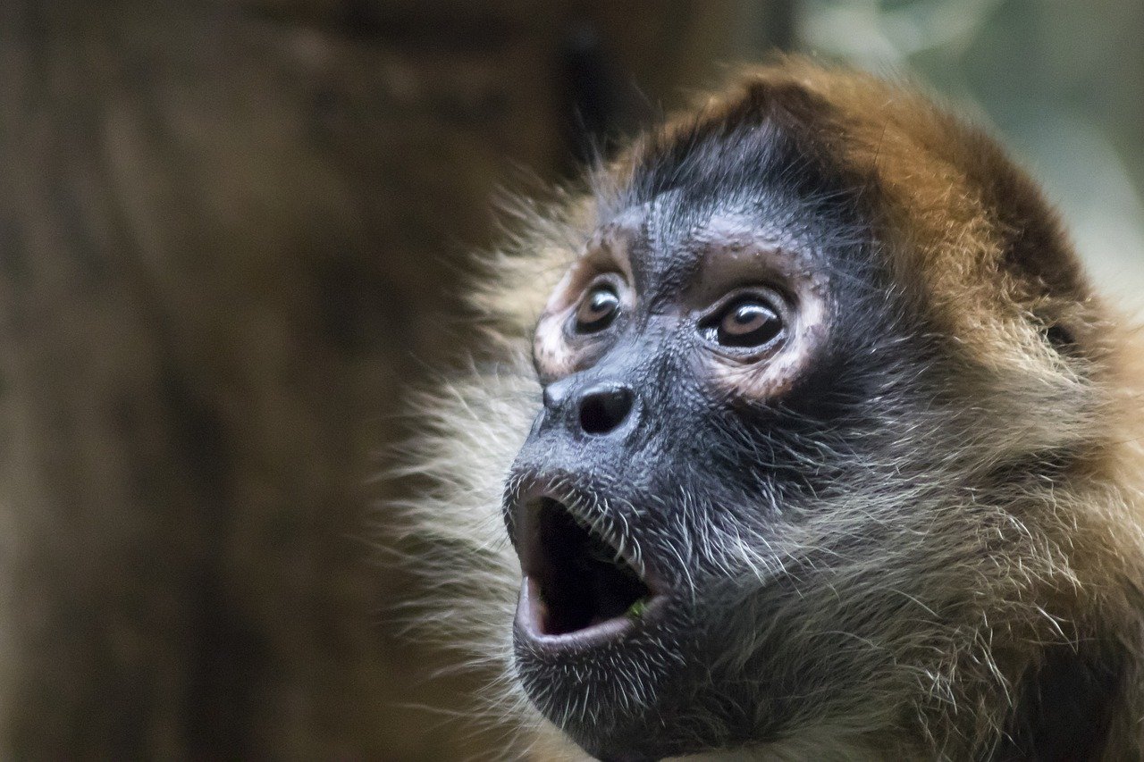 Monkey shocked surprised face