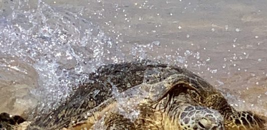 a turtle on the beach