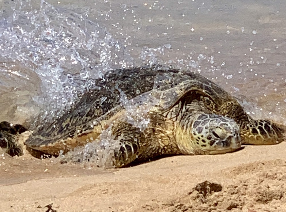 a turtle on the beach